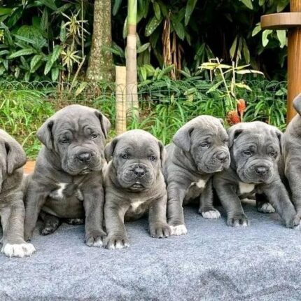 Cane Corso Puppies For Sale